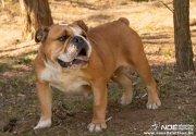 bulldog0326_44.jpg