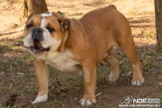 bulldog0326_60.jpg