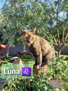 luna_a.jpg