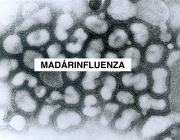 minfluenza2023.jpg