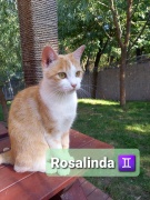 rosalinda_a.jpg