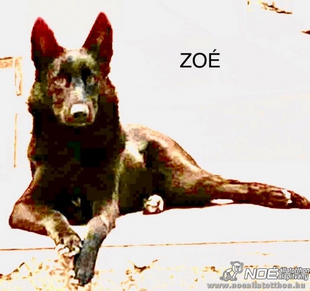 jj_zoe_9.jpg