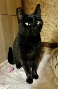 Zelma