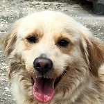 Bolyg