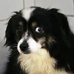 Ausztrl Caelum (46/SZ/2024)