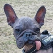 Dogpool (4/2025)