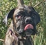 Gigi (08/2024)