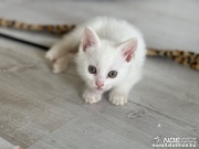 img_6131_1.jpg