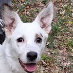 Jeni