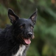Karesz