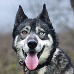 Vidi Koda (5/SZ/2025)