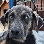 Kodi
