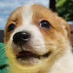 Anyk napja Koso