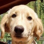 Pollux