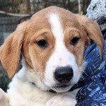 Tiszafred Teodor