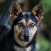 Zenta