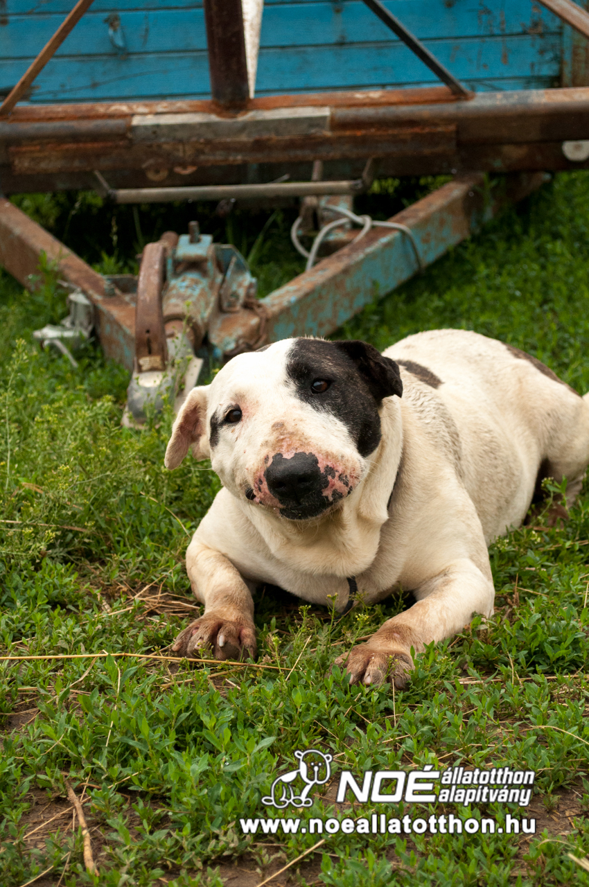 dsc_0459.jpg