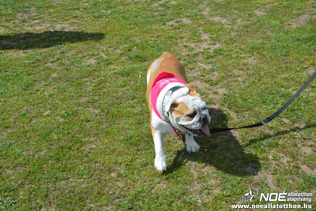 dsc_0154.jpg
