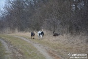 dsc_0126_2.jpg