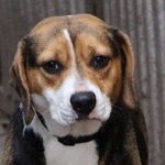 Beagle vasadrl